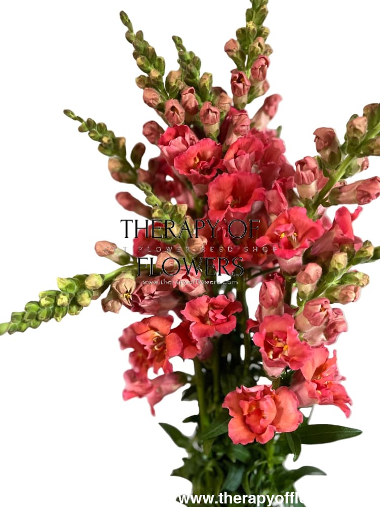 Snapdragon Madame Butterfly Bronze therapyofflowers.com