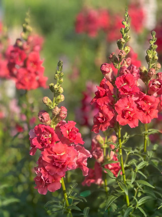 Snapdragon Madame Butterfly Bronze therapyofflowers.com