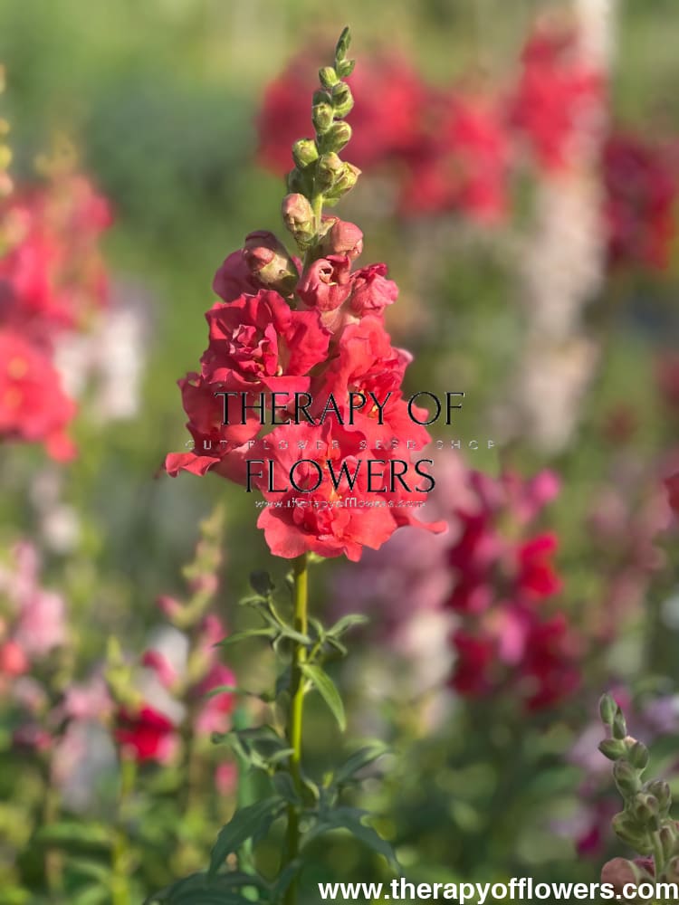 Snapdragon Madame Butterfly Bronze therapyofflowers.com