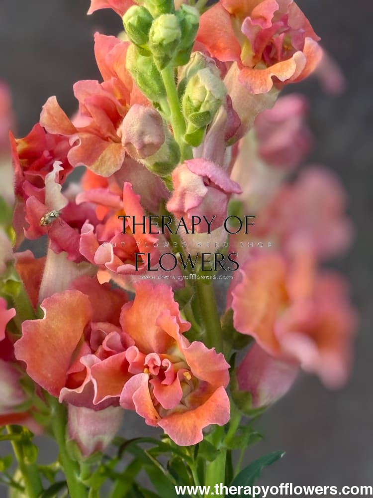 Snapdragon Madame Butterfly Bronze/White therapyofflowers.com