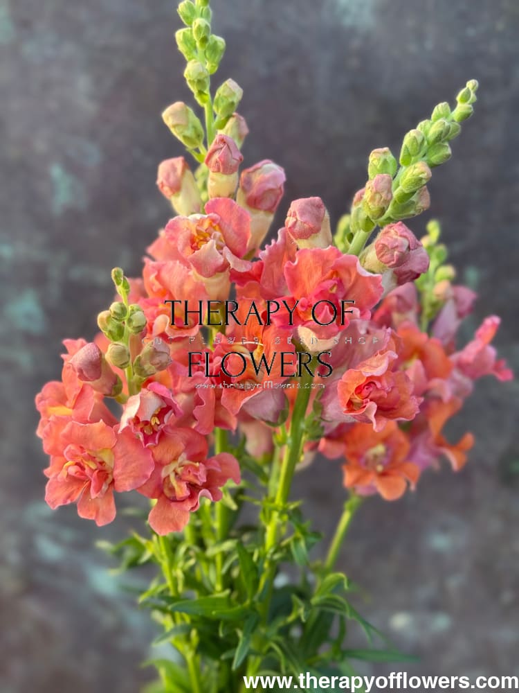 Snapdragon Madame Butterfly Bronze/White therapyofflowers.com