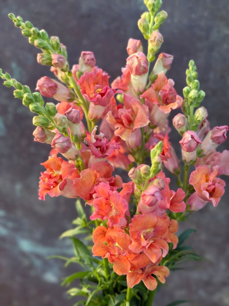 Snapdragon Madame Butterfly Bronze/White therapyofflowers.com