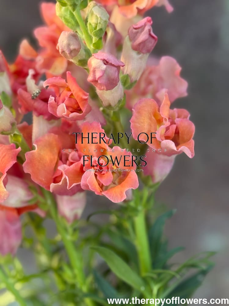 Snapdragon Madame Butterfly Bronze/White therapyofflowers.com