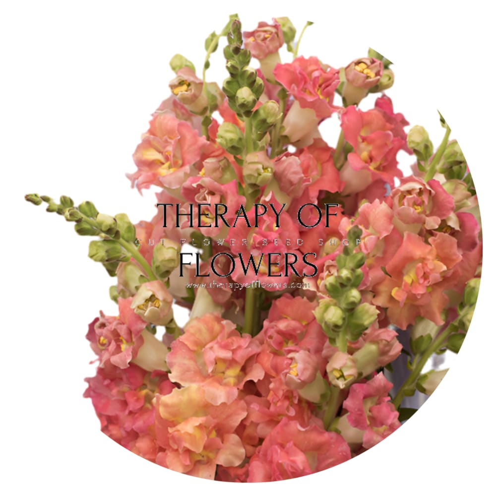 Snapdragon Madame Butterfly Bronze/White therapyofflowers.com