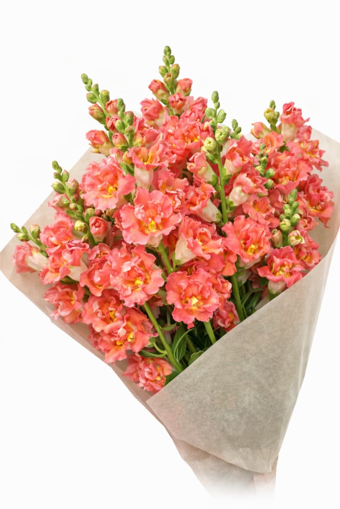 Snapdragon Madame Butterfly™ Bronze/White | Group 3,4 | Antirrhinum majus - 20 seeds / 70 cm / Frilled bronze - seeds