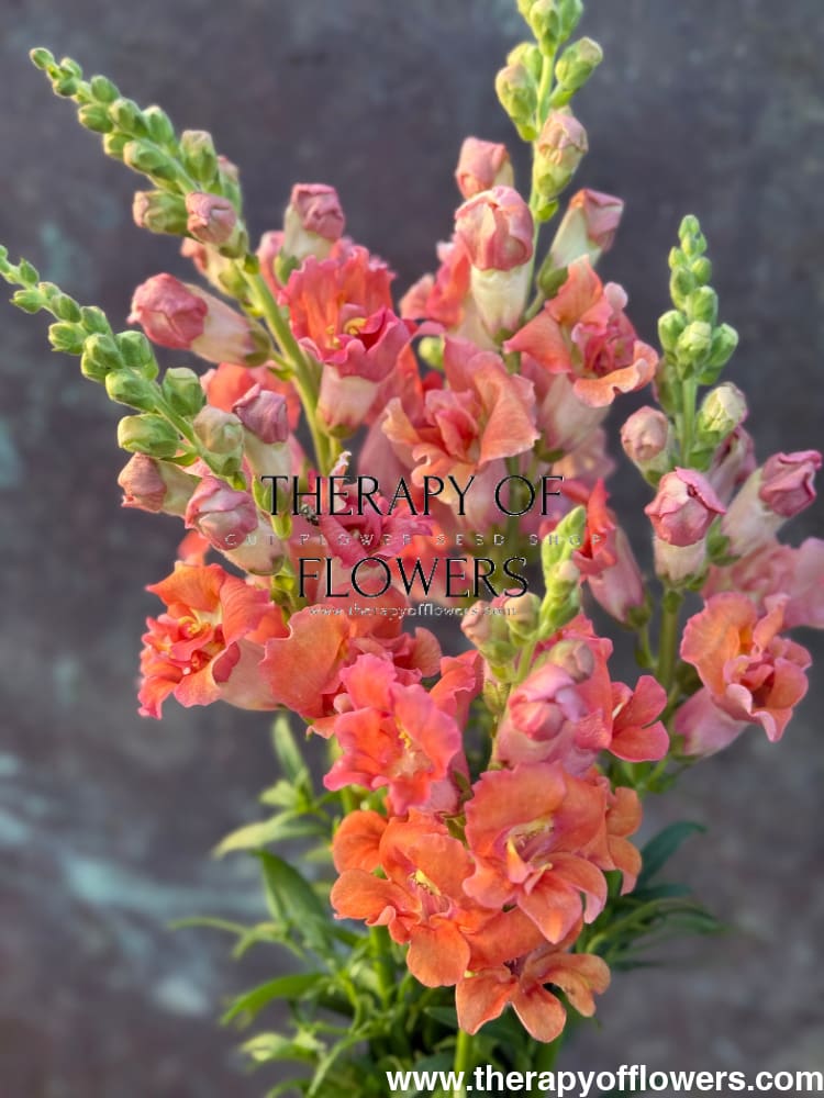 Snapdragon Madame Butterfly Bronze/White therapyofflowers.com