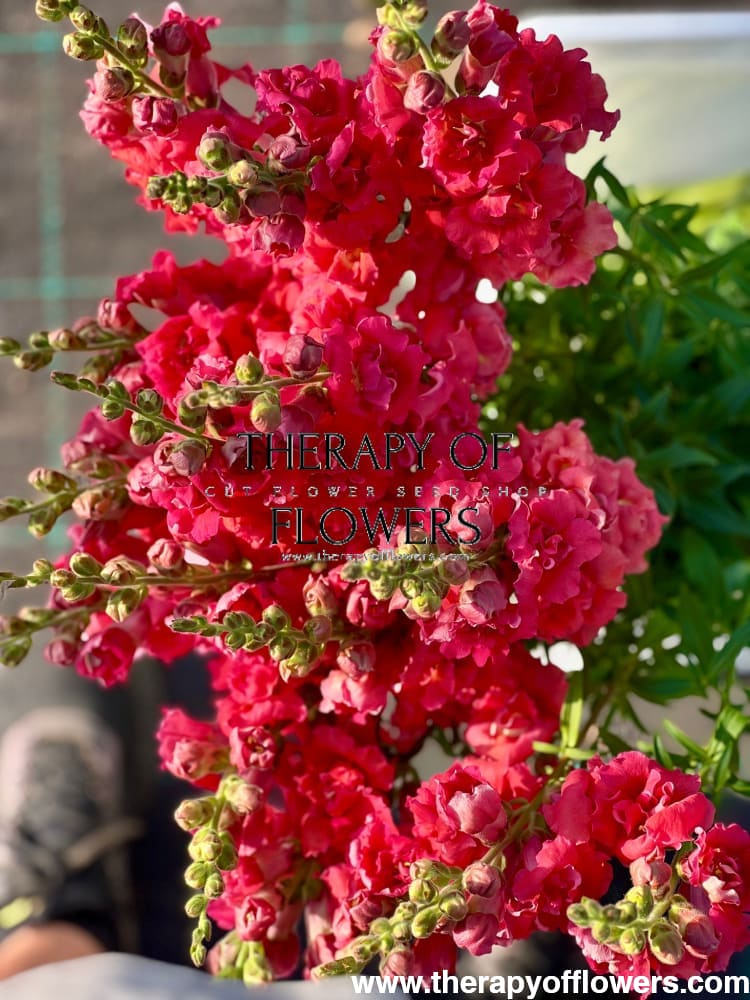 Snapdragon Madame Butterfly Bronze therapyofflowers.com