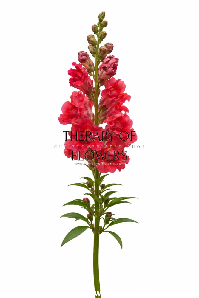 Snapdragon Madame Butterfly™ Cherry Bronze | Group 3,4 | Antirrhinum majus therapyofflowers.com