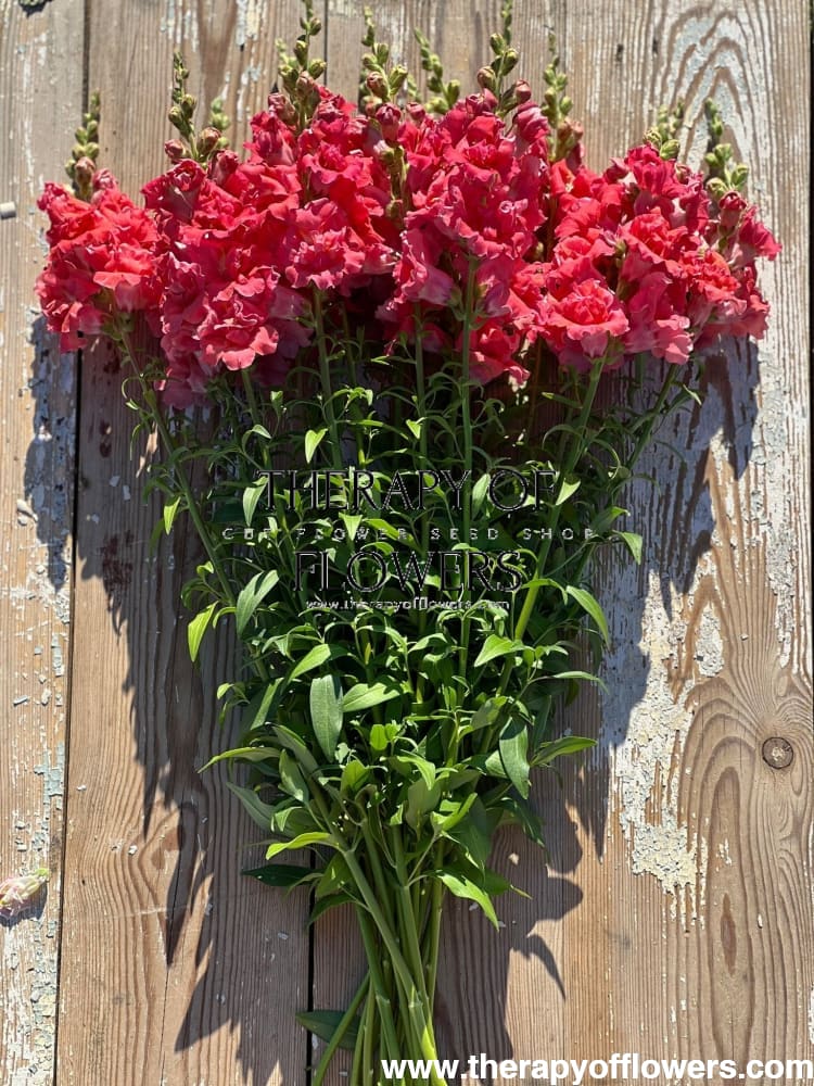 Antirrhinum | Snapdragon Madame Butterfly RED Flowers - therapyofflowers.comCut Flower