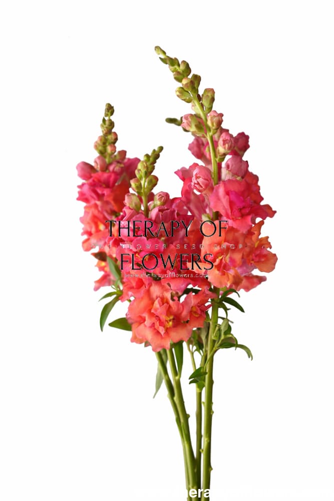 Snapdragon Madame Butterfly™ Cherry Bronze | Group 3,4 | Antirrhinum majus therapyofflowers.com