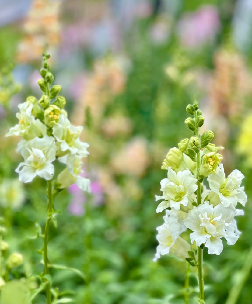 Snapdragon Madame Butterfly Ivory.