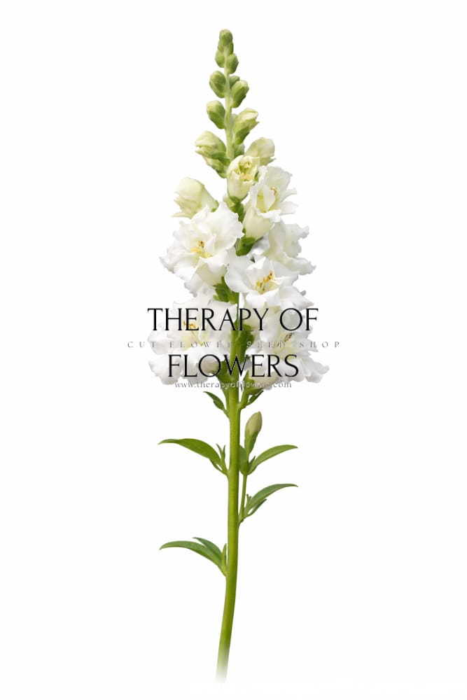 Snapdragon Madame Butterfly Ivory F1 | Group 2,3 | Antirrhinum majus therapyofflowers.com