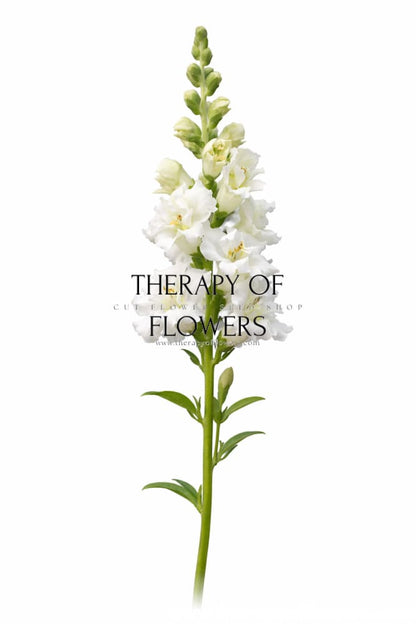 Snapdragon Madame Butterfly Ivory F1 | Group 2,3 | Antirrhinum majus therapyofflowers.com