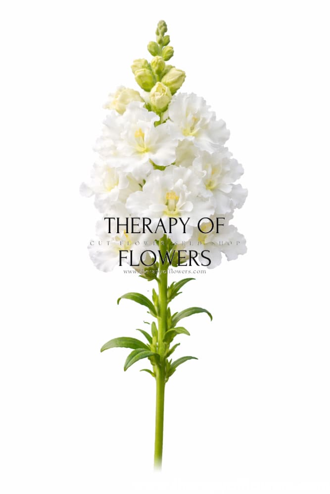 Snapdragon Madame Butterfly Ivory | Antirrhinum majus - 20 seeds / 70 cm / White - Seeds