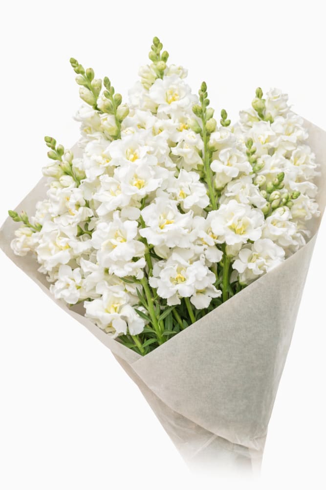 Snapdragon Madame Butterfly Ivory | Antirrhinum majus - 20 seeds / 70 cm / White - Seeds