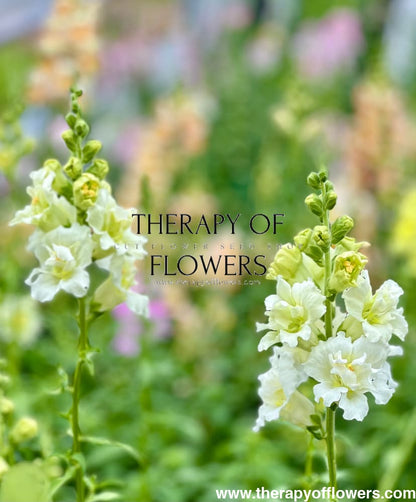 Snapdragon Madame Butterfly Ivory.