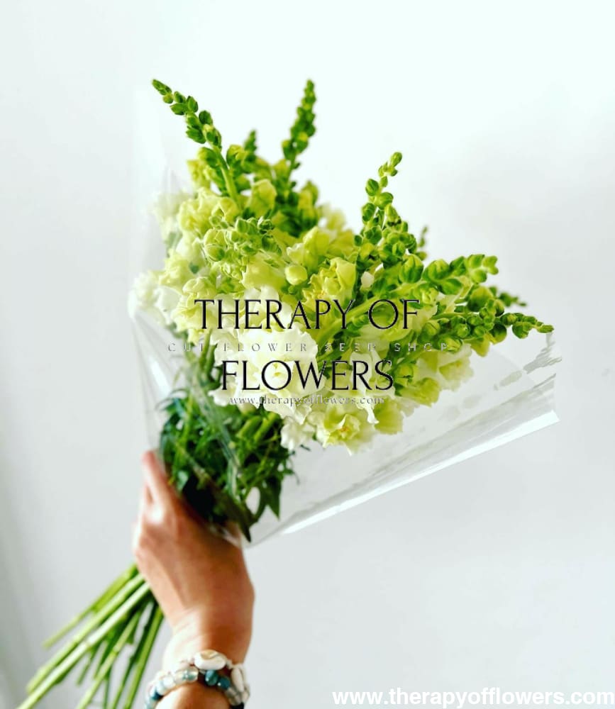 Snapdragon Majus Madame Butterfly Ivory