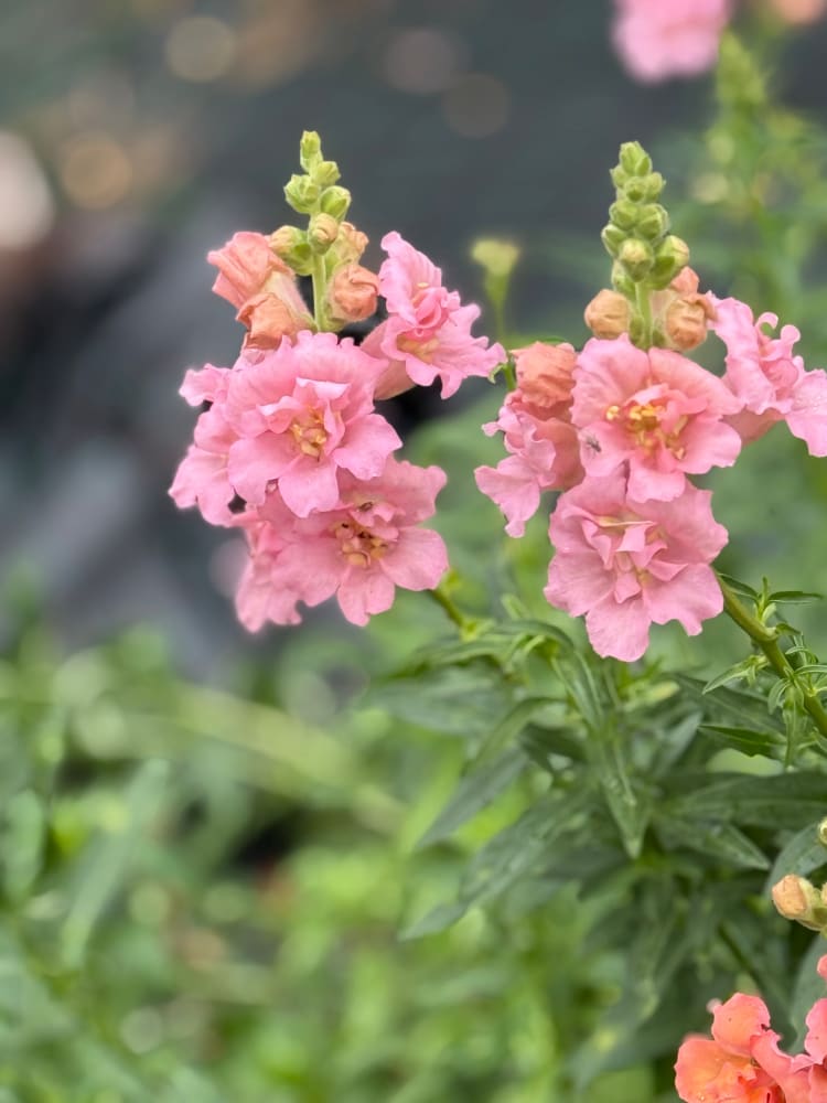 Snapdragon Madame Butterfly Pink therapyofflowers.com