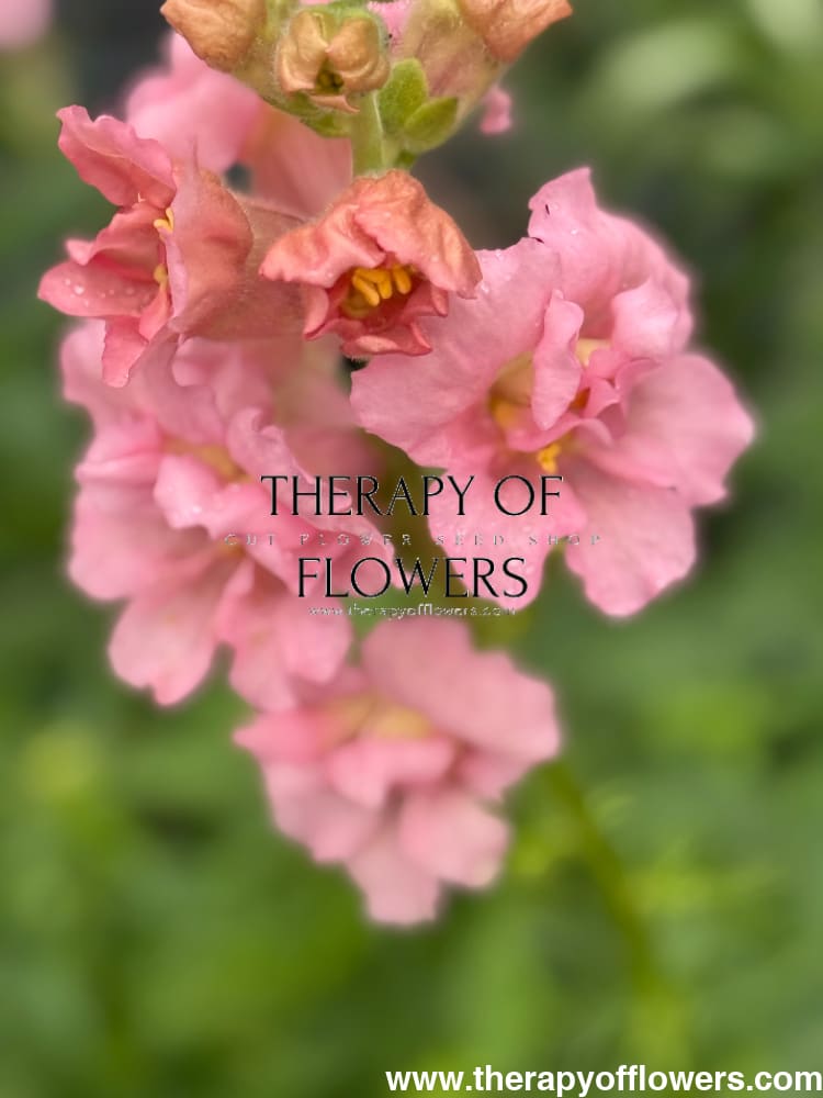 Snapdragon Madame Butterfly Pink therapyofflowers.com