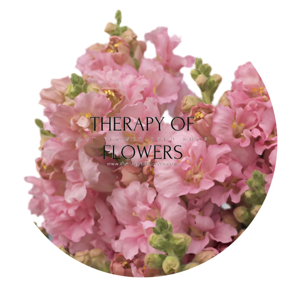 Snapdragon Madame Butterfly Pink therapyofflowers.com