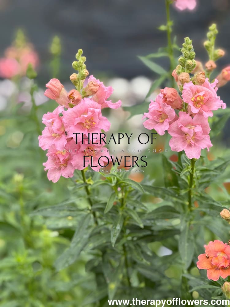 Snapdragon Madame Butterfly Pink therapyofflowers.com