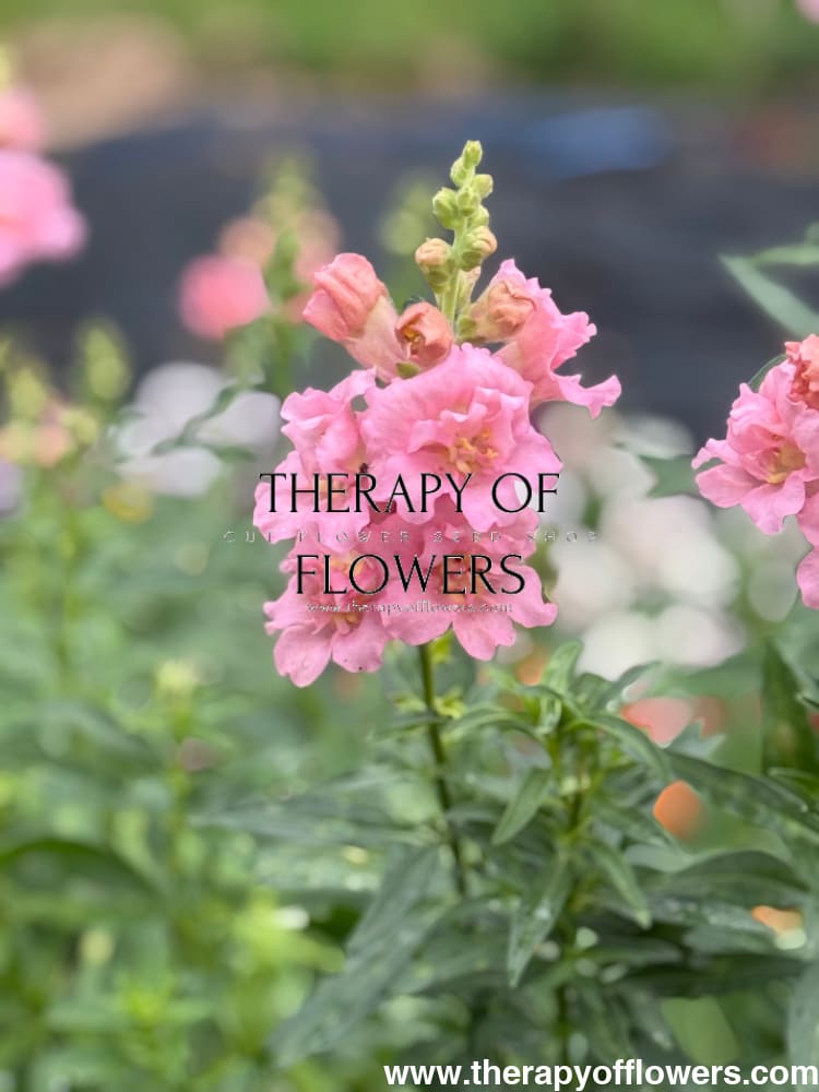 Snapdragon Madame Butterfly Pink therapyofflowers.com