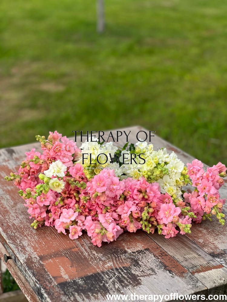 Snapdragon Madame Butterfly Pink - 20 seeds / 70 cm - seeds