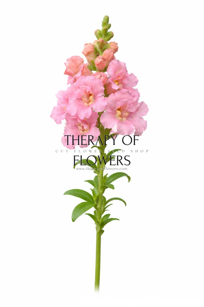 Snapdragon Madame Butterfly Pink F1 | Group 3,4 | Antirrhinum majus - 20 seeds / 70 cm / Soft Pink - seeds