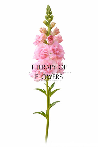 Snapdragon Madame Butterfly Pink F1 | Group 3,4 | Antirrhinum majus therapyofflowers.com