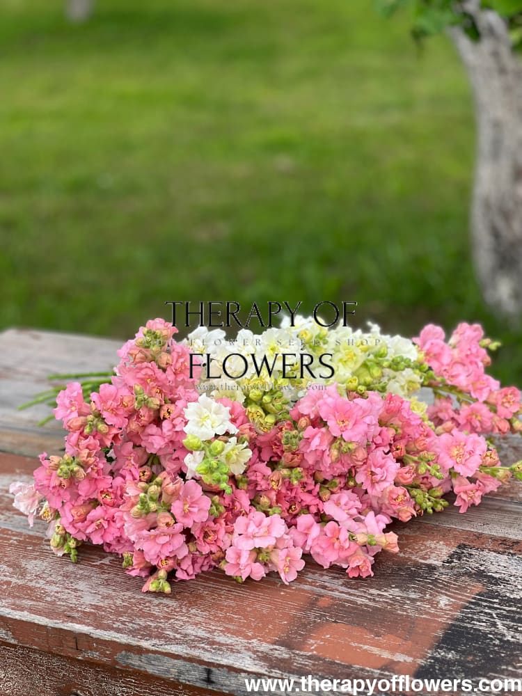 Snapdragon Madame Butterfly Pink therapyofflowers.com