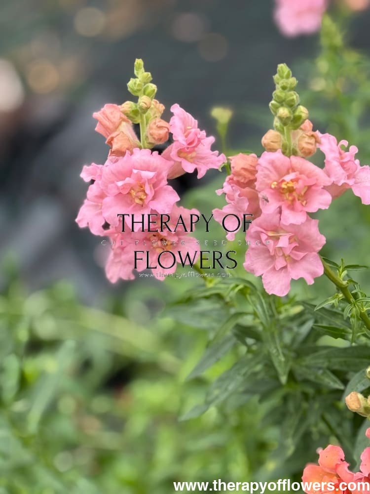 Snapdragon Madame Butterfly Pink therapyofflowers.com