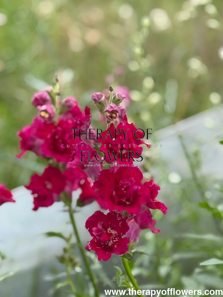 Snapdragon Madame Butterfly Red therapyofflowers.com
