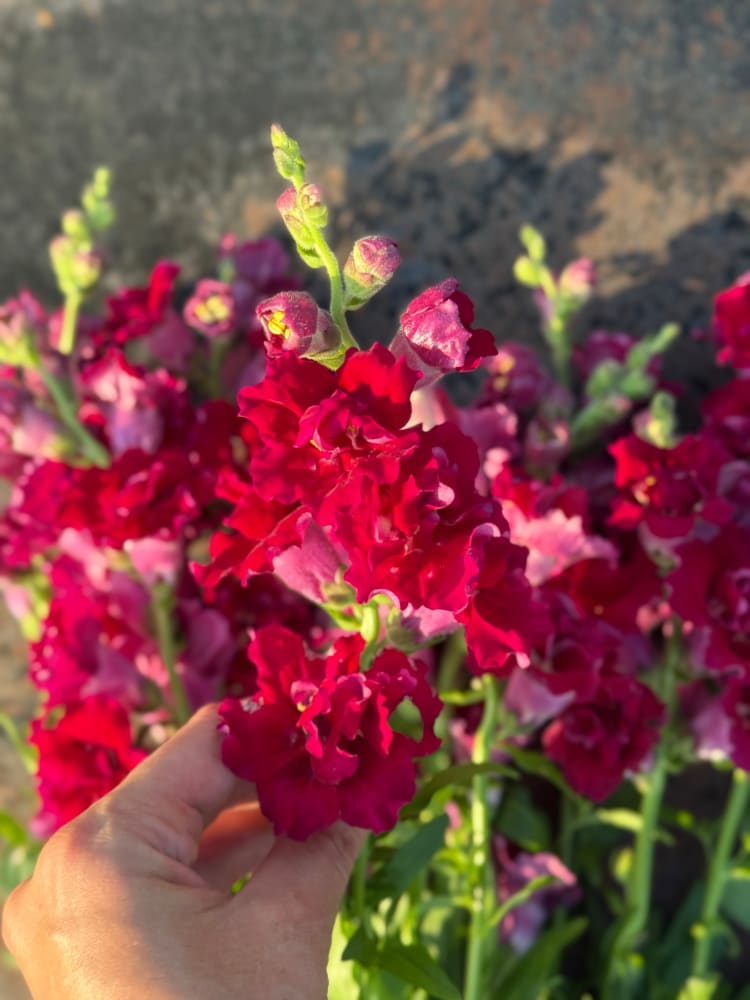 Snapdragon Madame Butterfly Red therapyofflowers.com