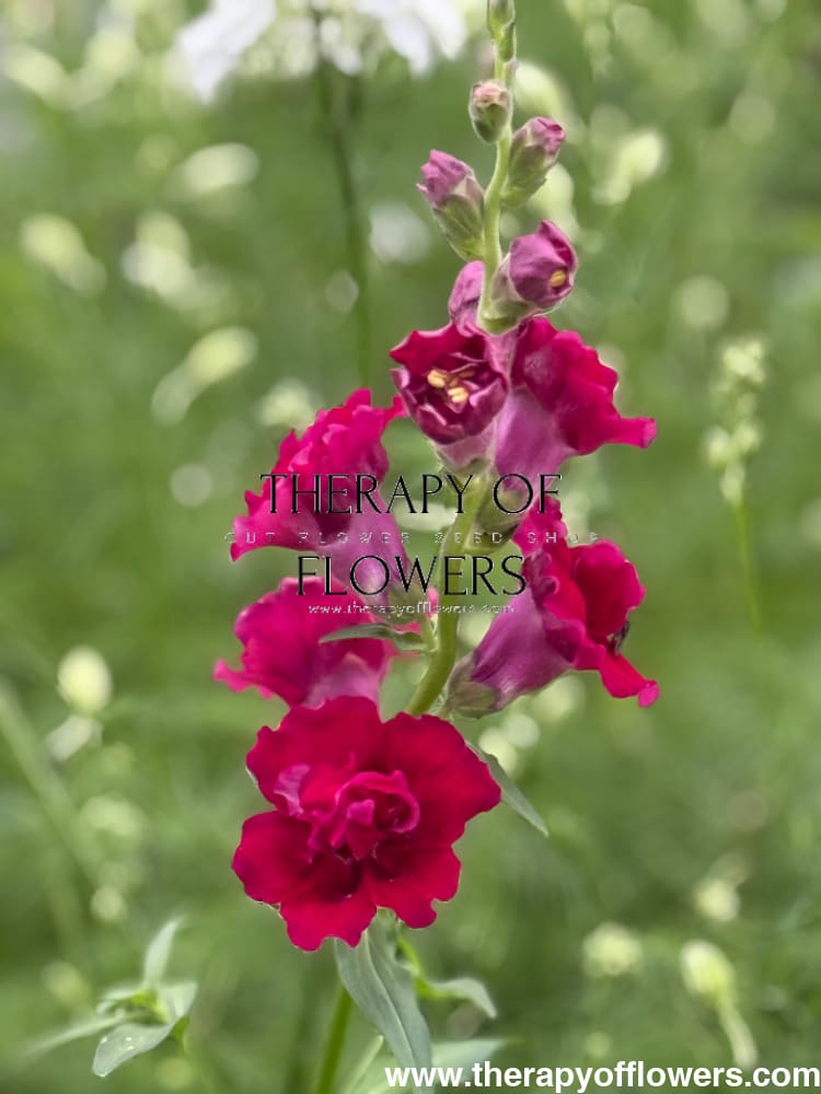 Snapdragon Madame Butterfly Red therapyofflowers.com