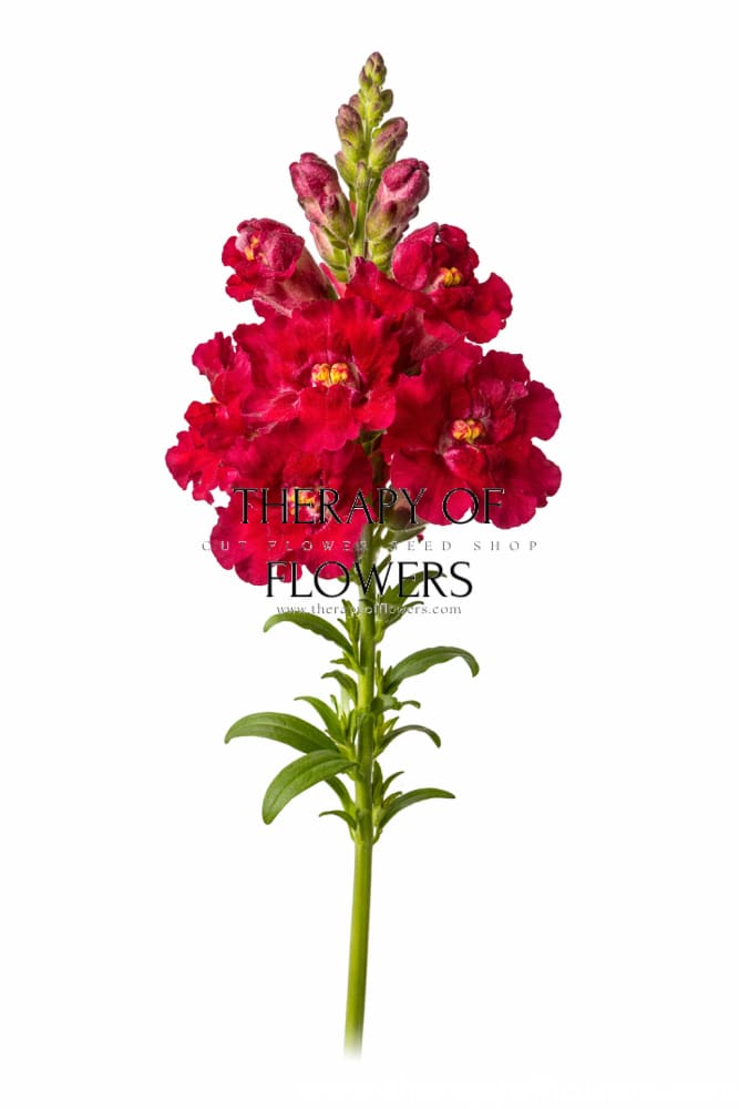 Snapdragon Madame Butterfly Red - 20 seeds / 70 cm - Seeds