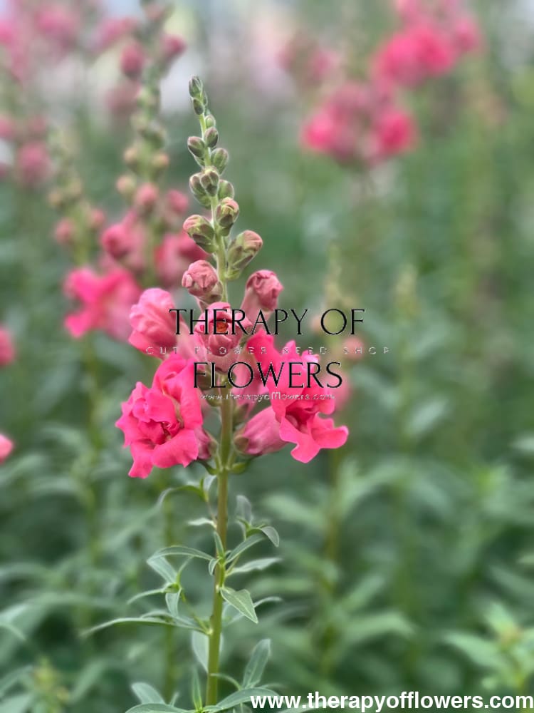 Snapdragon Madame Butterfly Rose therapyofflowers.com