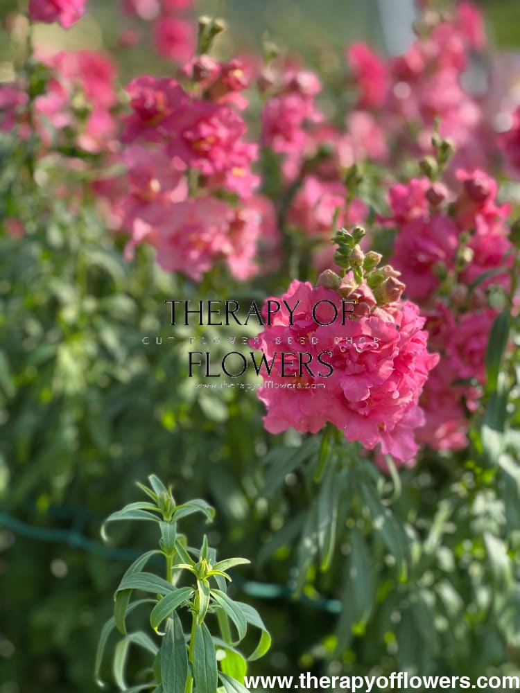 Snapdragon Madame Butterfly Rose – Elegant Frilled Rose Blooms for Your ...