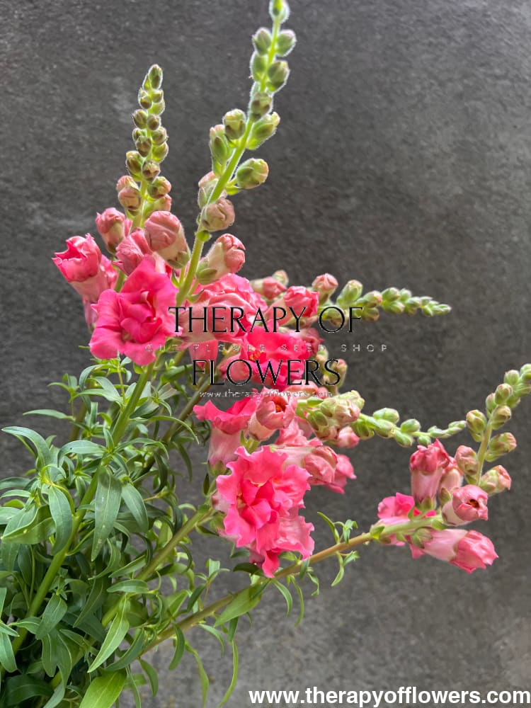 Snapdragon Madame Butterfly Rose – Elegant Frilled Rose Blooms for Your ...