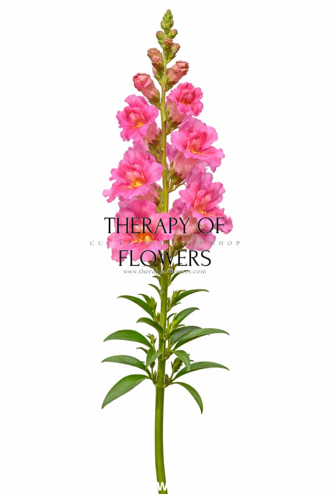Snapdragon Madame Butterfly Rose F1 | Group 2,3 | Antirrhinum majus therapyofflowers.com