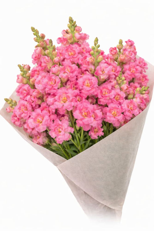 Snapdragon Madame Butterfly Rose | Antirrhinum majus - 20 seeds / 70 cm - Seeds