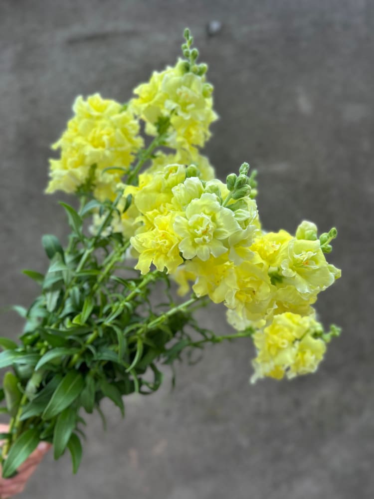 Snapdragon Madame Butterfly Yellow therapyofflowers.com