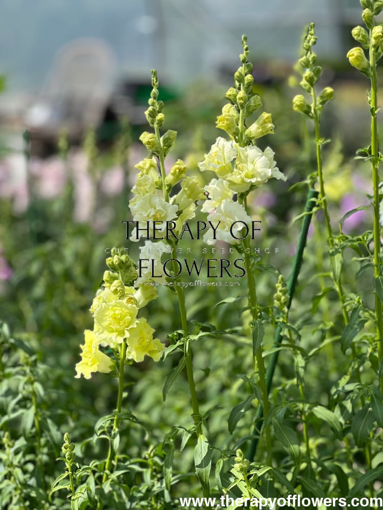 Snapdragon Madame Butterfly Yellow therapyofflowers.com