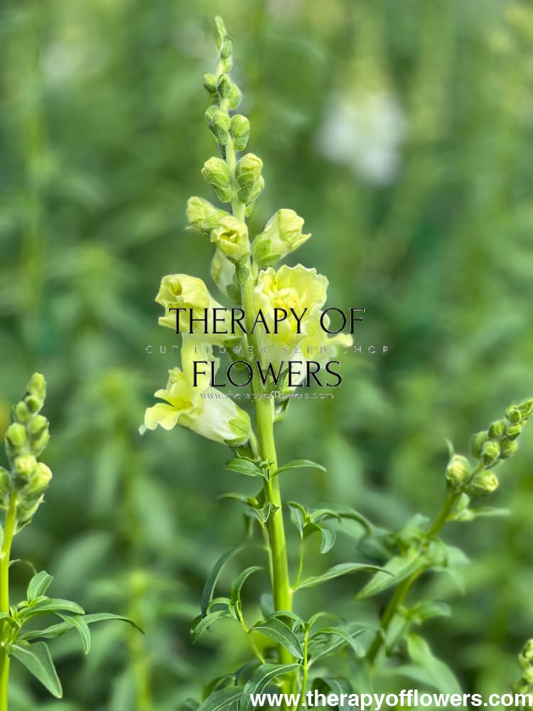 Snapdragon Madame Butterfly Yellow therapyofflowers.com