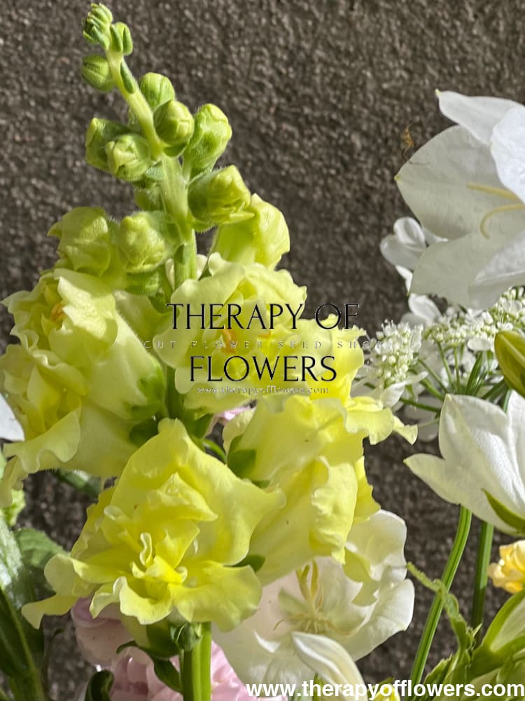 Snapdragon Madame Butterfly Yellow therapyofflowers.com