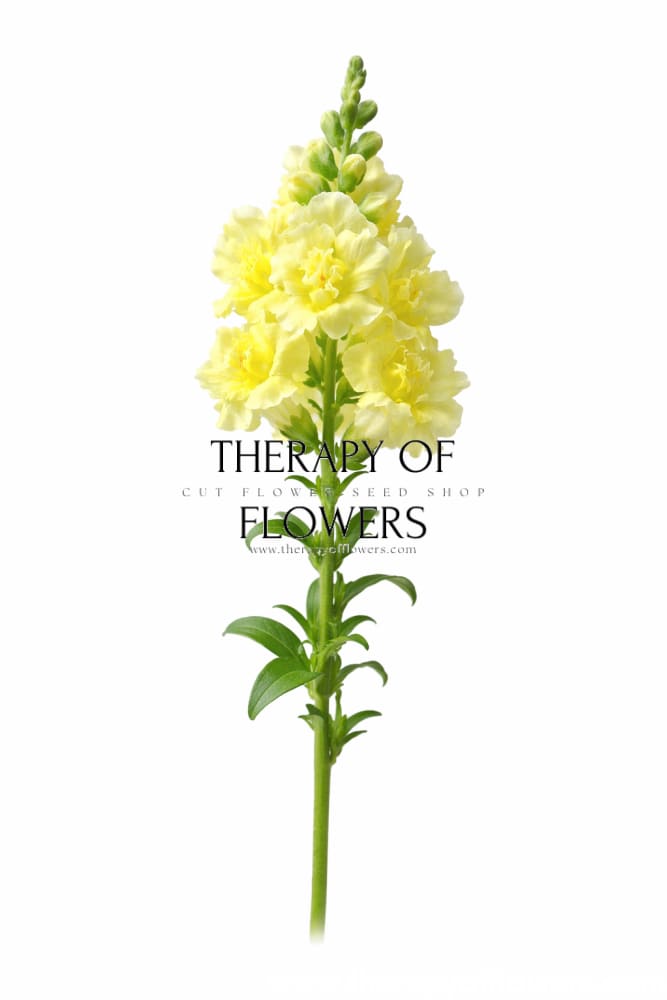 Snapdragon Madame Butterfly Yellow - 20 seeds / 70 cm - seeds