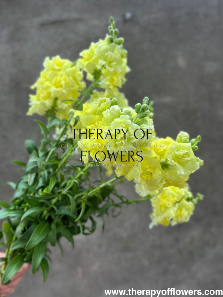 Snapdragon Madame Butterfly Yellow therapyofflowers.com