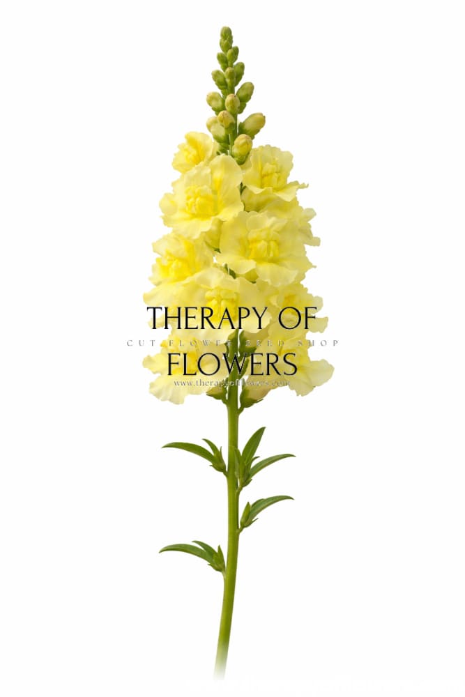 Snapdragon Madame Butterfly Yellow F1 | Group 2,3 | Antirrhinum majus therapyofflowers.com