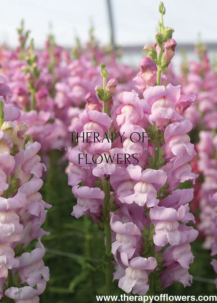 Snapdragon Maryland Lavender F1 | Group 1,2 | Antirrhinum majus therapyofflowers.com