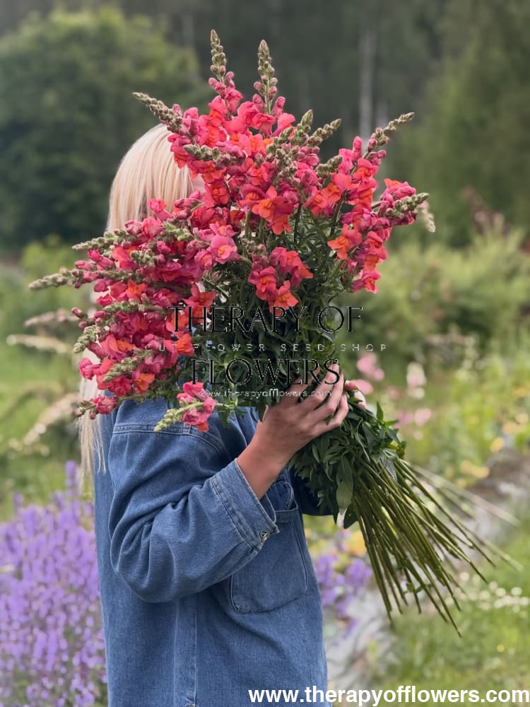 Snapdragon ‘Monaco Orange’ | Antirrhinum majus | Group 3 - 20 seeds - seeds