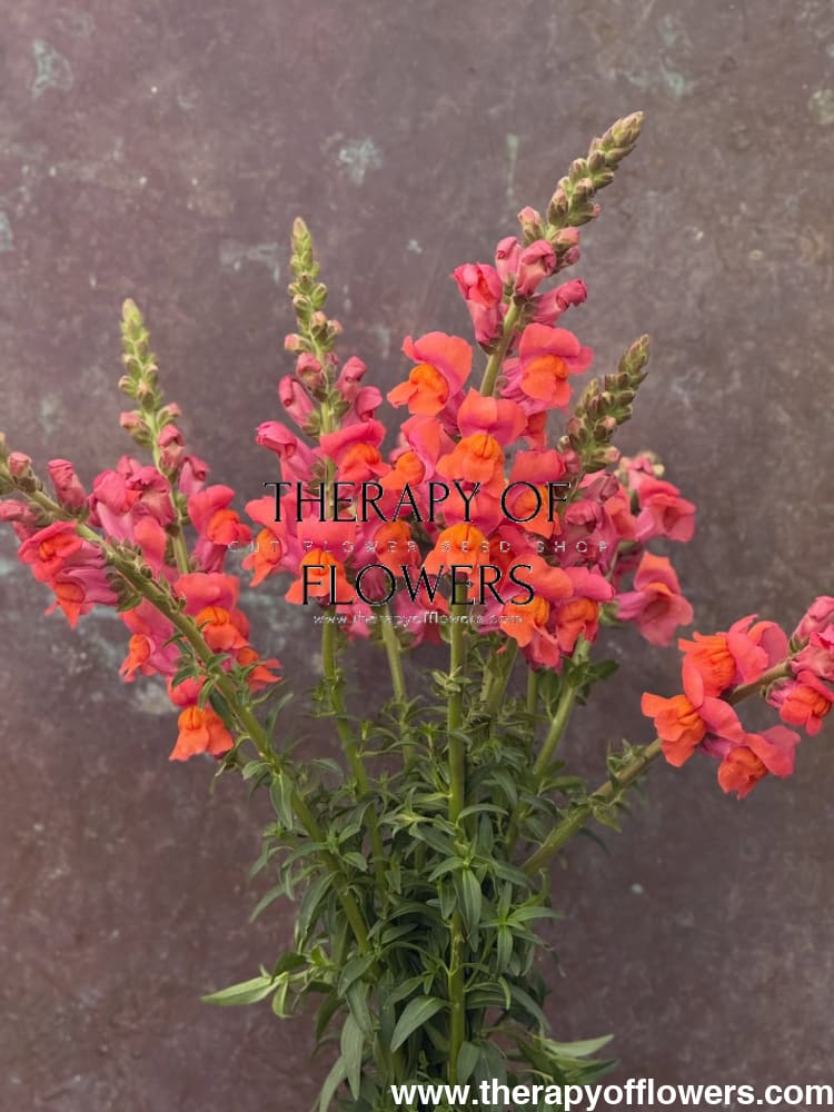 Snapdragon ‘Monaco Orange’ | Antirrhinum majus | Group 3 - 20 seeds - seeds